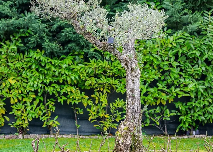 Pensión Casa Do Olival Macedo de Cavaleiros